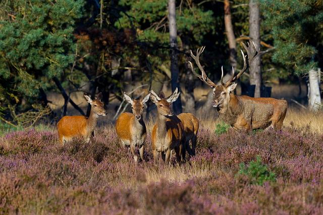 33 Hoge Veluwe, edelherten.jpg